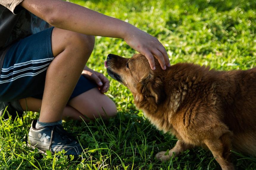Emotional Support Dog Certification